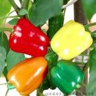 1989年12月24日 1989年12月24日