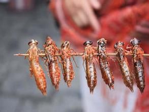 油炸水蜻蜓 油炸水蜻蜓