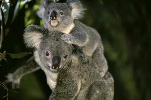 樹袋熊[澳大利亞珍貴原始樹棲動物]