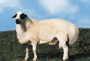 烏珠穆沁羊