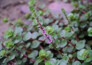 圓葉節節萊 圓葉節節萊