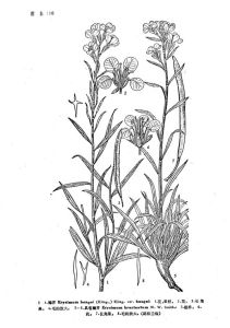 糖芥(原變種) 糖芥(原變種)