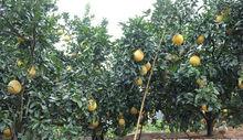 馬家柚基地