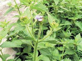 星星之火[薔薇屬]