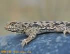 西藏沙蜥 西藏沙蜥
