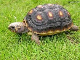 紅腿象龜 紅腿象龜