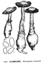 沙生蒙氏假菇 沙生蒙氏假菇