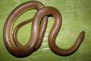 沙壩後棱蛇 沙壩後棱蛇