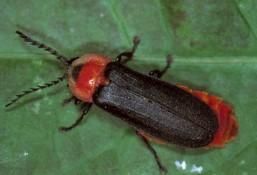 赤腹櫛角螢 赤腹櫛角螢