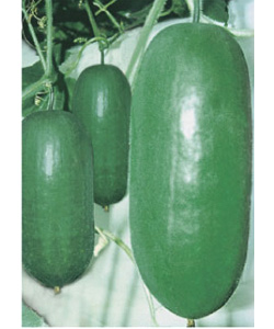 早青冬瓜 早青冬瓜