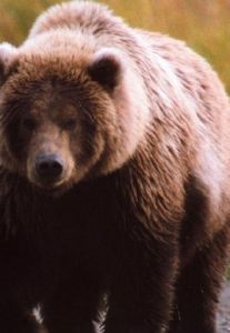 金熊[已滅絕熊科哺乳動物]