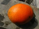 浦市橙