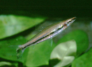 單線鉛筆魚 單線鉛筆魚