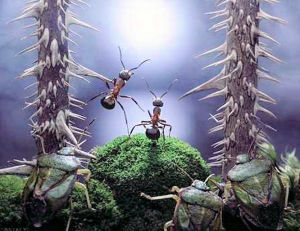 俄羅斯畫家安德烈的微距攝影世界 3