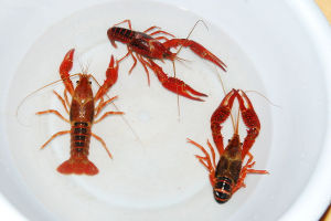Procambarus clarkii