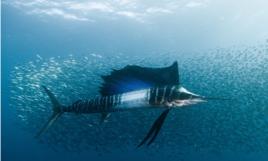 特體魚類 特體魚類