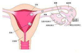 排卵性腹痛 排卵性腹痛