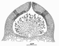 縊江蘺的囊果切面觀