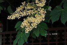 梧桐花[植物]