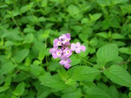 蔓馬纓丹 蔓馬纓丹