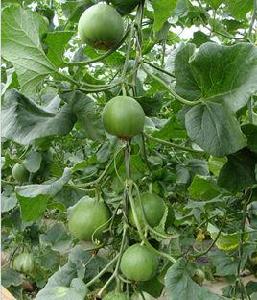 羊角蜜甜瓜早衰