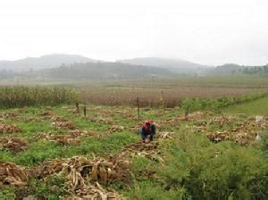 三寶鎮長坡村 三寶鎮長坡村