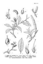 四子柳組 四子柳組