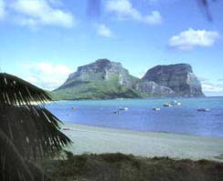 豪勳爵島竹節蟲