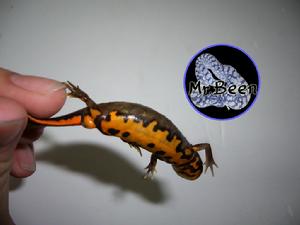 （圖）潮汕蠑螈