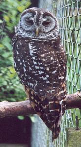 查科林鴞 查科林鴞