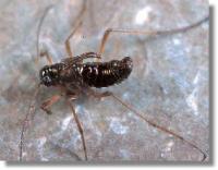 長翅目雪蠍蛉科 長翅目雪蠍蛉科