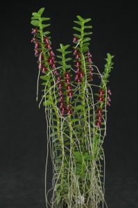 過界蜈蚣 過界蜈蚣