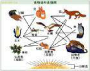 食物網 食物網