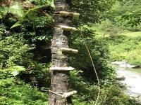 雙巴東自然村特色產業－漆樹