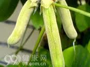 曼陀茄根 曼陀茄根