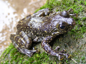 戴雲湍蛙 戴雲湍蛙
