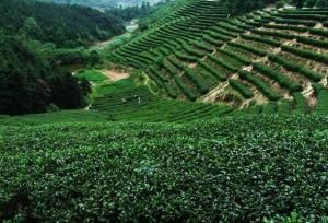 江頭貢茶 江頭貢茶