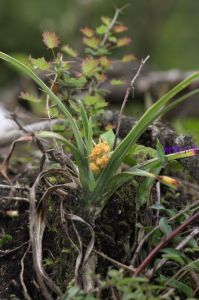 峨眉開口箭 峨眉開口箭