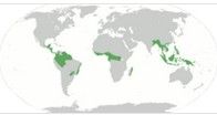 熱帶雨林的全球分布