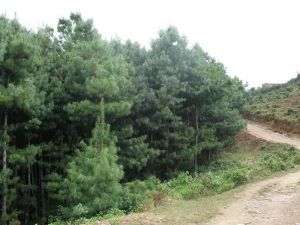 老君殿村 老君殿村