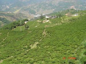 楊梅林村 楊梅林村