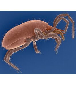 等距真足蟎 等距真足蟎