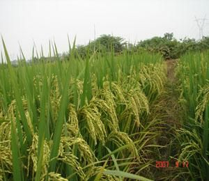 中佳3號 中佳3號