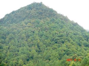 下小寨坡村生態山林