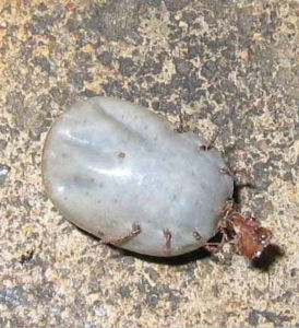 長角血蜱 長角血蜱