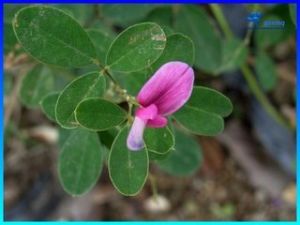 美麗胡枝子根 美麗胡枝子根