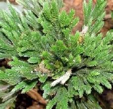 虎耳邊魂草 虎耳邊魂草