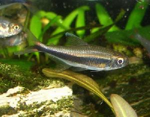 紅眼金線燈 紅眼金線燈