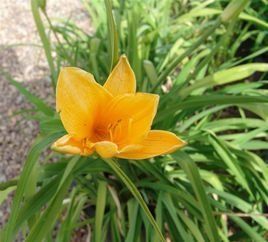 常綠萱草 常綠萱草