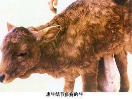 牛結節疹